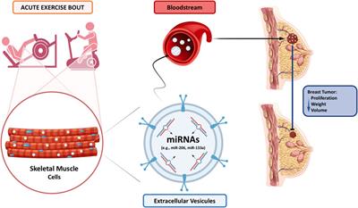 Exercise-Induced Circulating microRNAs: Potential Key Factors in the Control of Breast Cancer